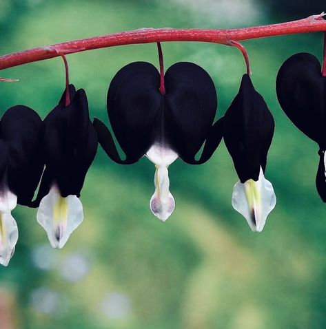 Black Rose Flower, Goth Garden, Spring Gardening, Columbine Flower, Spring Garden Flowers, Gothic Garden, Shade Flowers, Shade Perennials, Gardening Flowers