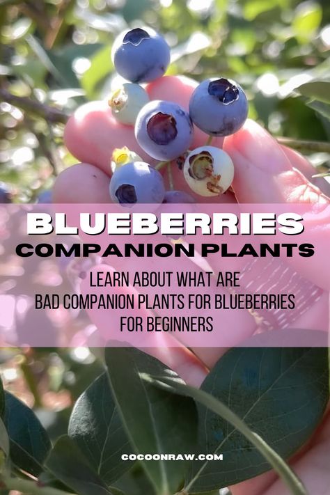 hand holding blueberries in the bush with label for companion plants for blueberries. Blueberry Patch Garden, Blueberry Plants Gardening, Blueberry Companion Planting, Companion Plants For Blueberries, When To Plant Blueberry Bushes, Where To Plant Blueberry Bushes, Blueberry Companion Plants, Blueberry Gardening, Quail Coop