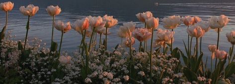 Tulips, Twitter, Water, Flowers, Pink, Pins