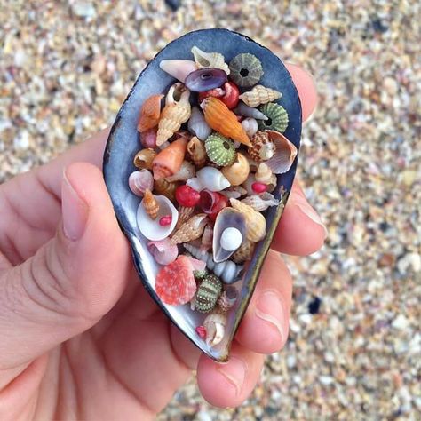 Sea Creatures, Sea Shells, Shells, Nature