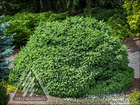 Virginia Gardening, Globosa Nana, Drought Garden, Cryptomeria Japonica, Deer Proof Plants, Remodeling House, Low Maintenance Landscaping Front Yard, Cypress Mulch, Japanese Cedar