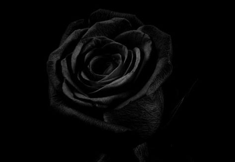 Black Rose Picture, Black Rose Meaning, Rose Color Meanings, Rose Meaning, Black Rose Flower, Eiffel Tower At Night, Ulzzang Makeup, Flower Meanings, Dark Heart