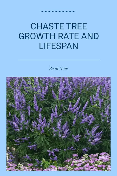 Chaste trees, or Vitex agnus-castus, are known for their fast growth and ability to thrive for decades when properly cared for. Generally, these deciduous trees can reach their maximum height of 10 to 20 feet in around 3 to 4 years, making them ideal for gardens looking for quick shade. They produce beautiful purple flowers annually which attract bees and butterflies. With full sun exposure and a well-drained soil, Chaste trees flourish, providing a fantastic addition to any landscape with minimal maintenance. Vitex Tree, Plant Meanings, Purple Flowering Tree, Beautiful Purple Flowers, Vitex Agnus Castus, Agnus Castus, Chaste Tree, Pavers Backyard, Tree Growth