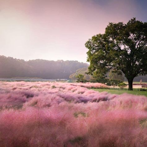 Muhlenbergia Capillaris, Pink Muhly, Xeriscape Landscaping, Pink Grass, Ornamental Grass, Grasses Landscaping, Shade Perennials, Grass Seed, Ornamental Grasses