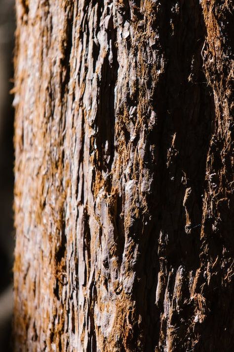 Tree Close Up, Log Photography, Sequoia Tree, Close Up Photography, Tree Photography, Tree Trunks, Tree Bark, Natural Texture, Free Photos