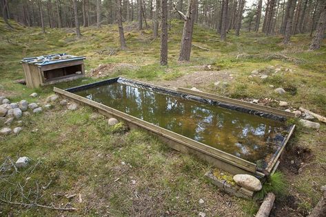 How to Build a Bird Reflection Pool Reflection Pool, Reflecting Pool, Outdoor Learning, Bird Photography, Bird Watching, Garden Planning, Bushcraft, Wildlife Photography, Build Your Own