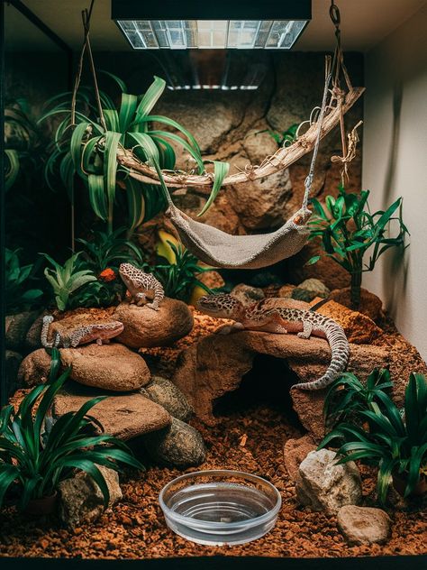 Leopard gecko tank setup ideas: Discover enchanting 10-gallon habitats that maximize style and comfort for your pet. Explore simple, yet effective leopard gecko habitat ideas today!

https://acuariopets.com/tank-setup-ideas-for-leopard-geckos/ Reptile Enclosure Ideas Leopard Geckos, Skink Lizard Habitats, Leopard Gecko Habitat Ideas Cute, Leopard Gecko Bioactive Vivarium, Day Gecko Enclosure, Geko Lizard Enclosure, Fairy Garden Leopard Gecko Tank, Humid Hide For Leopard Gecko, Bioactive Leopard Gecko Enclosure