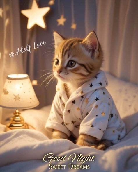 Good Night Cute, Goodnight Images, Good Morning Animals, Good Night Friends Images, Good Night Sweetheart, Good Night Cat, Funny Cat Images, Weekend Greetings, Cat Yawning