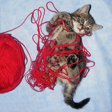 This is me & my plot right now. Hint: the yarn is winning Crochet Sayings, Wheel Of Time, Nerd Love, Crazy Cat Lady, Crazy Cats, Cat Lady, Cat Memes, Favorite Books, Book Worms