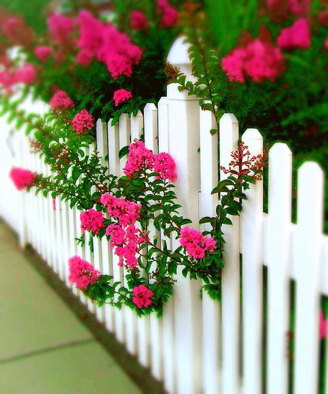 pinterest white picket fence with flowers | Picket Fences - a gallery on Flickr Garden Gates And Fencing, Paddle Pop, Country Fences, White Fence, Front Yard Fence, White Picket Fence, Trendy Flowers, Picket Fence, Garden Fencing