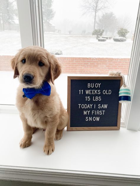 New Puppy Letter Board, Getting A Puppy Announcement, Letter Board Quotes Dogs, Dog Letterboard, New Puppy Announcement Funny, Puppy Anoucement, Puppy Photoshoot, Puppy Announcement, Nemo Baby