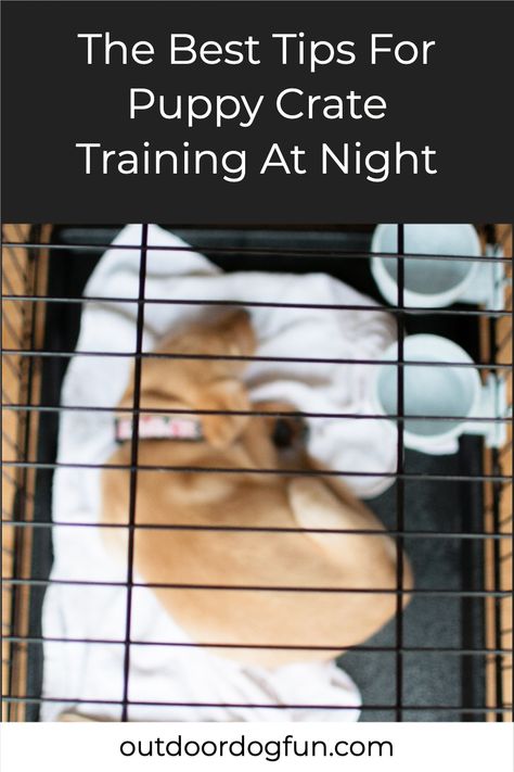 Crate training a puppy can be a difficult thing to do is you're a first-time dog owner. In this article, we offer you the best crate training tips for dogs at night. #cratetraining #dogtraining #newpuppy Puppy Crate Training, Crate Training Dog, Crate Training Puppy, Puppy Crate, Puppy Snuggles, Southern Arizona, Dog Potty Training, Dog Potty, Dog Training Advice