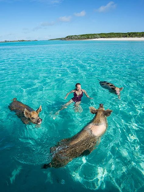 Pig Island Bahamas, Swimming Pigs Bahamas, Pig Beach Bahamas, Staniel Cay Bahamas, Exuma Pigs, Bahamas Pigs, Swimming With Pigs, Exumas Bahamas, Bahamas Travel Guide