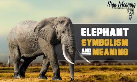 What Does the Elephant Symbolize? Elephant in Dream Meaning - Sign Meaning Kenya Wildlife, Elephants Playing, Dream Meaning, The Better Man Project, Animal Symbolism, Dream Meanings, Happy Again, Masai Mara, Grey Elephant