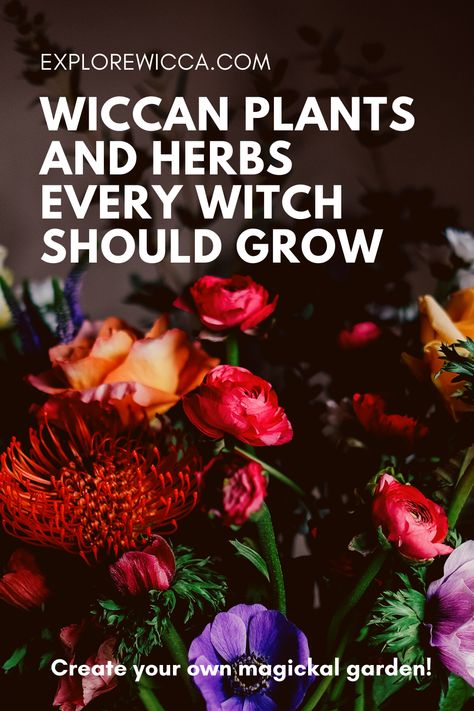 Wiccan Plants and Herbs Every Witch Should Grow Green Witch House Plants, Witchy Garden Plants, Witchy House Plants, Witches Garden Plants, Witchy Plants Aesthetic, Witches Herb Garden, Witch’s Garden, Witch Garden Plants, Witch Herb Garden