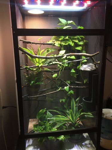 Stick Insect Enclosure, Insect Enclosure, Chameleon Enclosure, Pet Chameleon, Chameleon Care, Chameleon Cage, Stick Insects, Snake Pet, Veiled Chameleon