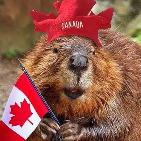 Canadian Geography, Beaver Animal, Canadian Animals, O Canada, Wallpaper Downloads, Brown Bear, Geography, Animals Wild, Hd Wallpaper