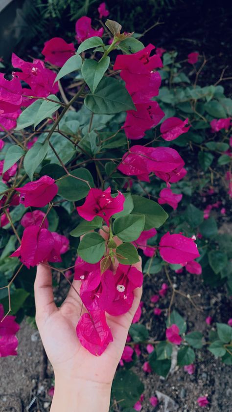 Moonlight Photography, Red Roses Wallpaper, Nature Photography Flowers, Snap Streak Ideas Easy, Vintage Flowers Wallpaper, Instagram Creative Ideas, Sky Photography Nature, Flowers Photography Wallpaper, Lovely Flowers Wallpaper