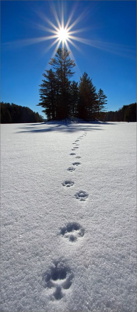 Into the Sun photo Winter's Promise, Snow Pictures, Winter Magic, Winter Scenery, Winter Beauty, Snow Scenes, Winter Wonder, Winter Scenes, Winter Time