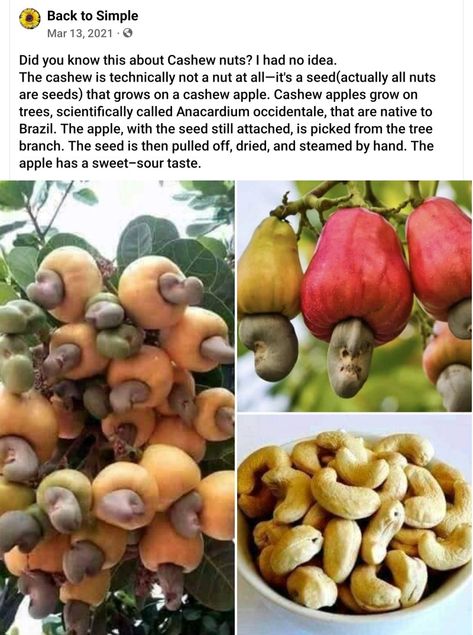 Cashew Nut Tree, Pistachio Plant, Cashew Apple, Cashew Tree, Sour Taste, Unusual Flowers, Cashew Nut, Diy Life Hacks, Farm Gardens