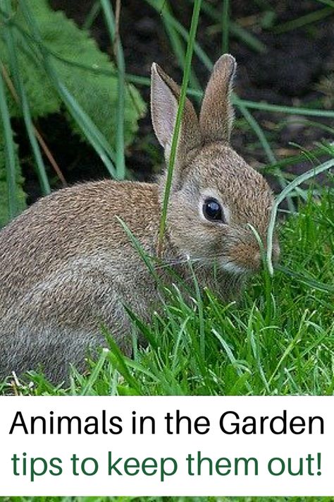 Rabbit Deterrent, Garden List, Rabbit Repellent, Rabbit Resistant Plants, Garden Pest Control, Gardening 101, Garden Pests, Growing Vegetables, Urban Garden