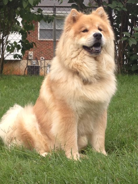 Perros Chow Chow, Training Food, Most Expensive Dog, Chow Chow Dog, Chinese Dog, Chow Dog, Expensive Dogs, Chow Chow Dogs, Adorable Puppy