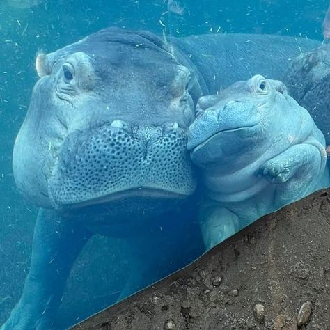 Fiona The Hippo, Animal Families, Ocean Friends, Hippopotamus For Christmas, Cincinnati Zoo, Cute Hippo, Hungry Hippos, Under The Water, Manatees