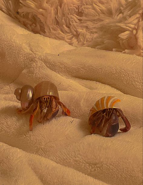 Hermit Crabs, Hermit Crab, Crab, Pet