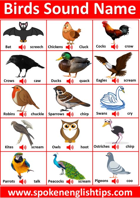 Hay! Are you looking for birds sound names in English? Here you will get a ... Continue reading... Save Animals Quotes, Birds Name List, Birds Name, Birds Sounds, Names Of Birds, Bird Sounds, Animals Quotes, List Of Birds, Rules Poster