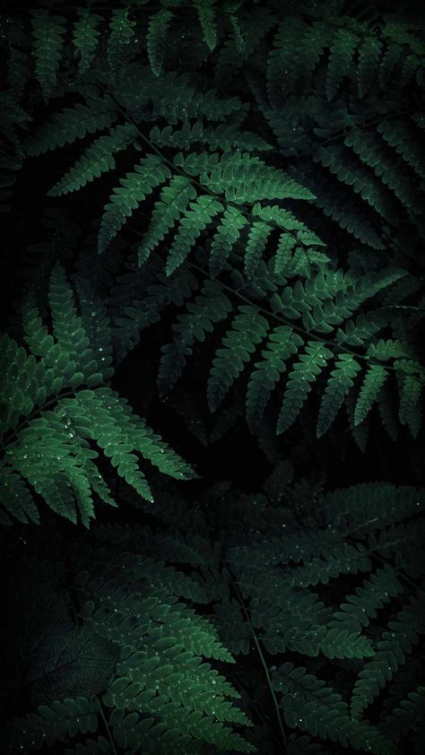 Green Nature Foliage IPhone Wallpaper - IPhone Wallpapers : iPhone Wallpapers Dark Green Plants Wallpaper, Dark Green Wallpaper Iphone, Viridian Aesthetic, Nature Aestethic, Green Wallpaper Iphone, Iphone Backgrounds Nature, Wallpaper Pixel, Green Nature Wallpaper, Backgrounds Nature