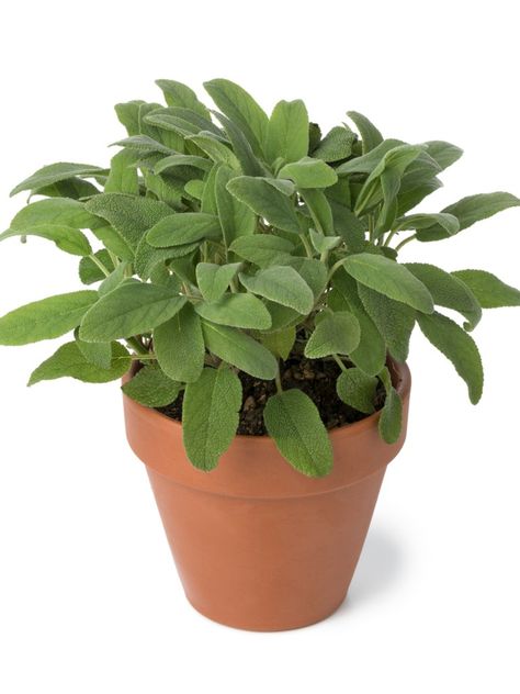 Growing Sage Indoors, Growing Sage, Fast Growing Vegetables, Best Herbs To Grow, Sage Herb, Sage Plant, Lucky Plant, Culinary Herbs, Herb Seeds