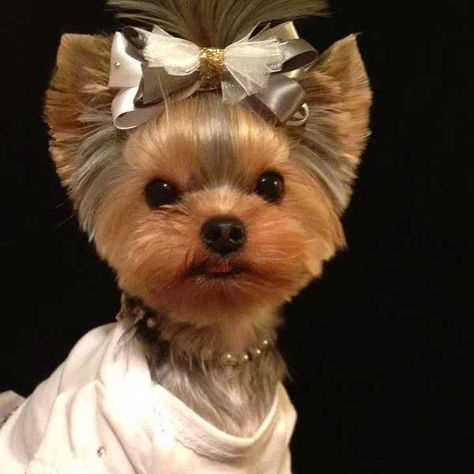 Yorkie Puppy Haircuts, Yorkie Hair, Yorkie Cuts, Yorkie Hairstyles, Puppy Haircut, Yorkie Haircuts, Yorkshire Terrier Haircut, Top Dog Breeds, Dog Haircuts