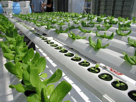 Lettuce hydroponics... Hydroponic Lettuce, Aquaponics Fish, Hydroponic Farming, Hydroponics Diy, Farming System, Aquaponic Gardening, Vertical Farming, Urban Agriculture, Tower Garden