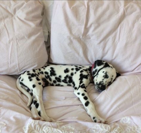 Aesthetic Dogs, Dalmatian Dog, Inspiration Instagram, Fluffy Animals, Cute Little Animals, 귀여운 동물, Dalmatian, Animals Friends