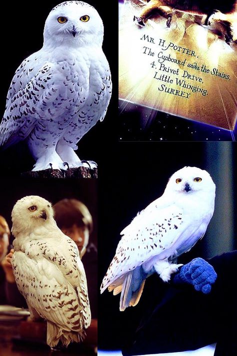 Hedwig Harry Potter And Hedwig, Harry Potter Tattoo Sleeve, Harry Potter Play, Harry Potter 6, Harry Potter Owl, Harry Potter Painting, Harry Potter Hedwig, Harry Potter Poster, Harry Potter Tattoo