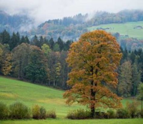 Rocky Mountain Maple Tree, Outside Plants, Sugar Maple, Shade Trees, Maple Tree, Fall Plants, Deciduous Trees, French Country House, Fall Color