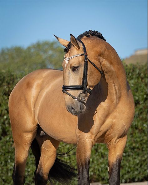 Male Horse, Lusitano Horse, Pony Breeds, Cute Horse Pictures, Dream Horse, Horse Boarding, White Stockings, Most Beautiful Horses, This Boy