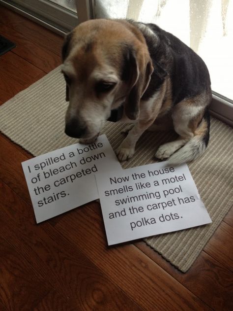 Dog Shaming Presents: 15 “Helpful” Spring Cleaning Tips From Your Dog Dog Shaming Photos, Dogs Beagle, Dog Shaming Funny, Pet Shaming, Carpeted Stairs, Cat Shaming, Rabbit Hay, Animal Shaming, Guilty Dog