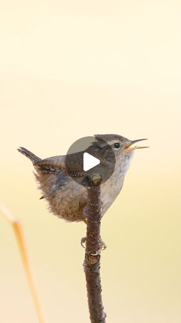 Lawrence Chatton on Instagram: "The Wrens have returned to serenade London – volume up! And this might just be the longest verse I've ever heard from one.  The calls of the wrens have been my morning greeting this week as I head to work, and I'm delighted that today I finally had the chance to spend some time outdoors to truly appreciate it. Spring has indeed arrived :) Stay tuned until the end to experience the call at its natural pace (which version do you prefer?)  #wren #animals #birdsofinstagram #birdphotography #birdstagram #birb #nuts_about_birds #your_best_birds #eye_spy_birds #bird_brilliance #birds_adored #best_birds_of_ig #planetbirds #pocket_birds #best_birds_of_world #birdfreaks #birds_captures #instaanimals #birdsong #birdsinging #wildlifereels #naturereels #troglodytestroglo Homeschool Nature, Bird Sounds, Bird Migration, Eye Spy, Creature Feature, Soothing Sounds, Bird Pictures, Song Bird, Cute Birds