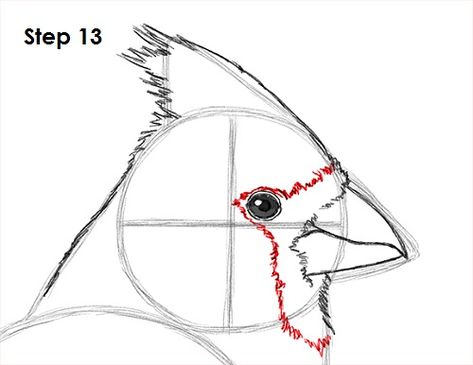 Cardinal Line Drawing, Cardinal Bird Drawing, Draw A Cardinal, Cardinal Drawing, Cardinal Birds Art, Animal Tutorial, Bird Painting Acrylic, Cardinal Painting, Bird Drawing