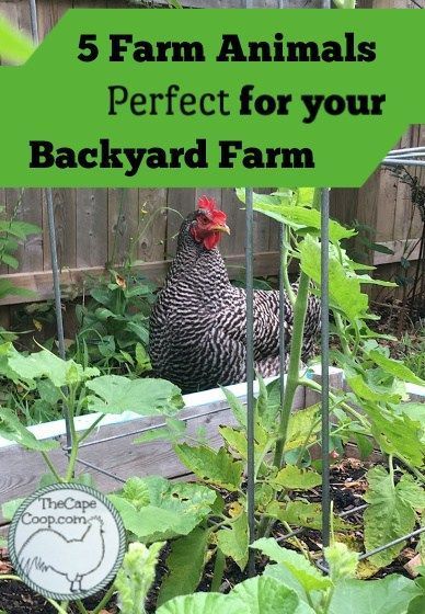 5 Farm Animals Perfect for your Backyard Farm Backyard Animals, Micro Farm, Raising Farm Animals, Backyard Farm, Backyard Poultry, Future Farms, Hobby Farm, Mini Farm, Backyard Farming