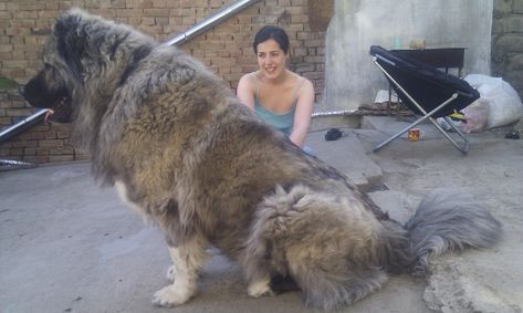 Caucasian Ovcharka Dog Info, Temperament, Puppies, Training, Pictures Russian Bear Dog, Massive Dogs, Caucasian Shepherd Dog, Caucasian Shepherd, Tibetan Mastiff, Huge Dogs, Terra Nova, Giant Dogs, English Mastiff