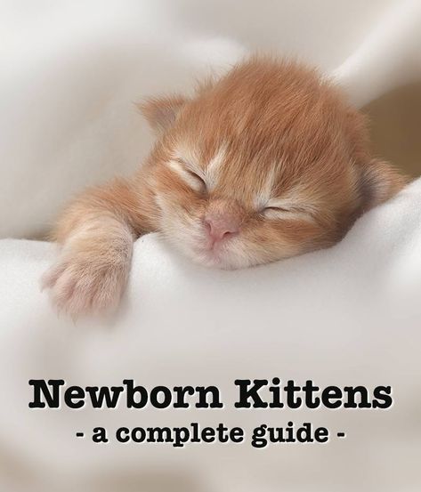 Baby Kittens Newborn, Caring For Kittens, Kitten Development Stages, How To Care For Kittens, Neonatal Kitten Care, How To Care For A Kitten, New Kitten Tips Training, How To Take Care Of Kittens, Newborn Kitten Care