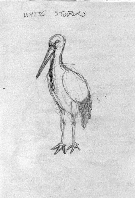 A sketch of a white stork White Stork Drawing, White Stork Tattoo, Stork Sketch, Stork Drawing, Stork Tattoo, Drawing Tut, Life Drawings, Doodle Tattoo, White Tattoo