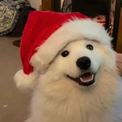 Cute Animals Icon, Cute Pfp Christmas, Cartoon Christmas Pfp, Christmas Aesthetic Pfp, Christmas Icons Aesthetic, Samoyed Christmas, Cute Animal Pfp, Animals Icon, Animal Pfp