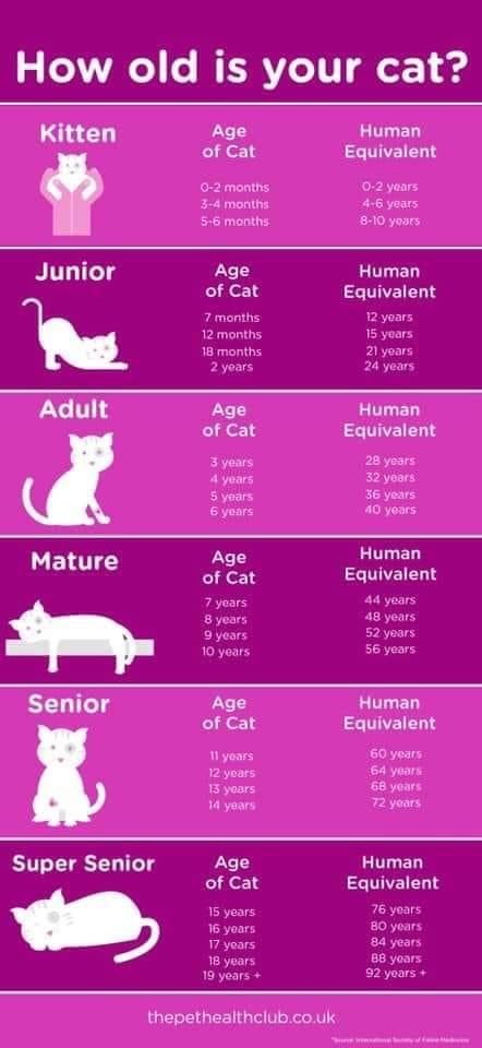 Ways To Pet Your Cat, Cat Age Chart, Age Chat, Katt Grejer, Witch Spells, Cat Years, Cat Fun, Fun Animals, Cat Ages