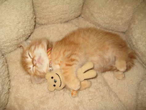 Silly Cats Pictures, Orange Cats, Baby Kittens, Silly Animals, Cat Sleeping, Silly Cats, Baby Cats, Cute Funny Animals, Cat Pics