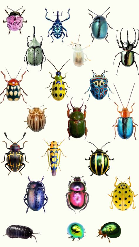 bugs 🪲🌀 #beetles #bugs #collage #squirmy Mixed Media Crafts, Collage Poster, Bugs And Insects, Beetles, Mixed Media Collage, Book Journal, Pretty Wallpapers, Mixed Media Art, Rainbow Colors