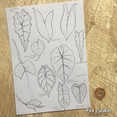 Alocasia Plant Drawing, Alocasia Leaf Tattoo, Alocasia Drawing, Alocasia Tattoo, Plant Sleeve, Drawing Plants, Moth Drawing, Plant Sketches, Alocasia Plant