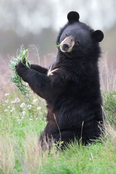 Asian Black Bear (Ursus thibetanus) / Ours noir d'Asie Asian Black Bear, Wild Animals Pictures, Endangered Animals, Cute Creatures, Animals Of The World, Black Bear, Wildlife Photography, Animal Photography, Reptiles